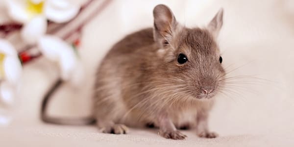 ブルーカラーのデグー（青みがかったグレーの毛色が美しい）