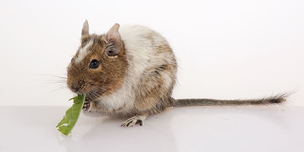 パイドカラーのデグー（白いブチ模様が入った個性的なカラー）