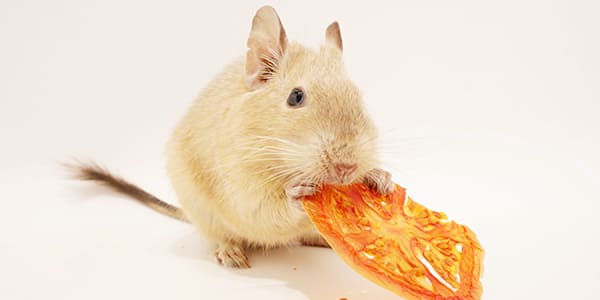 サンドカラーのデグー（砂色の明るいベージュが特徴）