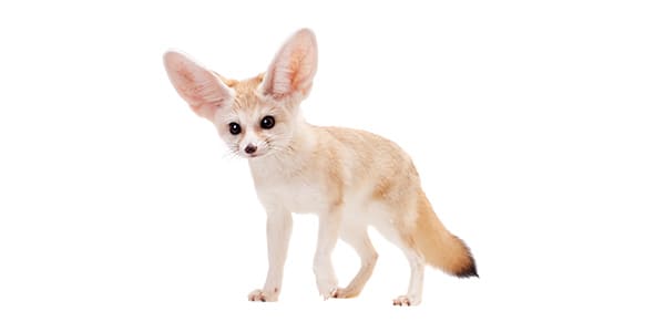 大きな耳とふわふわの尾が特徴的なフェネック