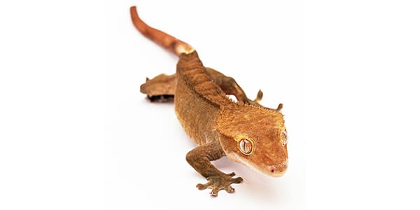 クレステッドゲッコーの写真