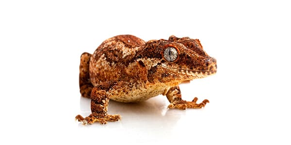 ガーゴイルゲッコーの写真