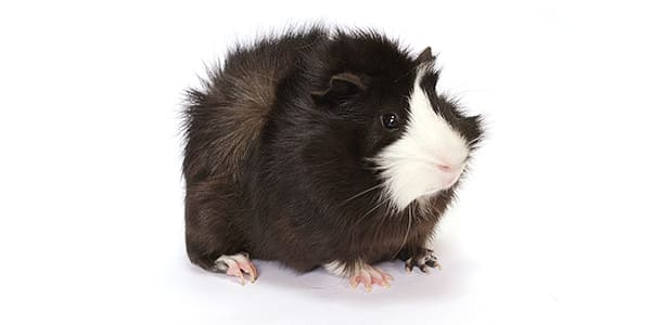 アビシニアンモルモット（つむじ状の巻き毛が特徴的）