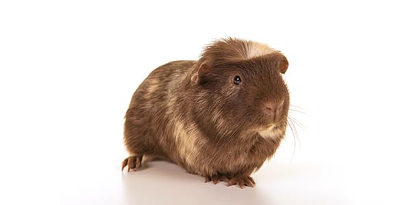 クレステッドモルモット（頭頂部に王冠のような冠毛があるのが特徴）