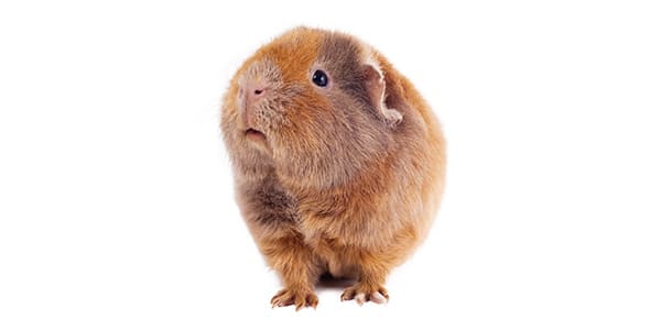 テディモルモット（テディベアのような縮れた硬い毛が特徴）