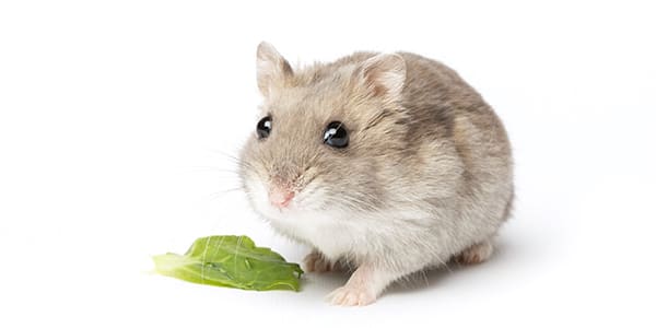 ジャンガリアンハムスターの写真