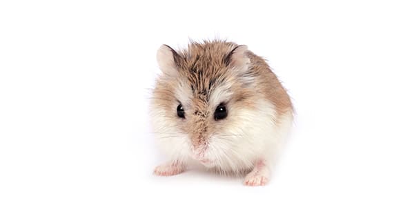 ロボロフスキーハムスターの写真
