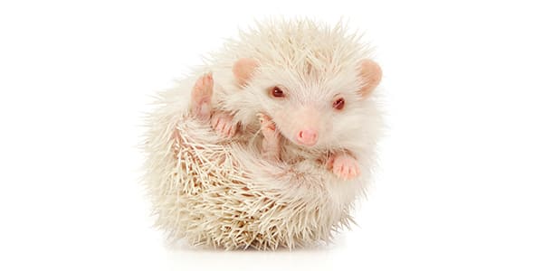 アルビノのハリネズミ(真っ白な針と鮮やかな赤い目が神秘的)
