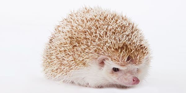 シナモンのハリネズミ(茶色っぽい針と優しい印象が特徴)