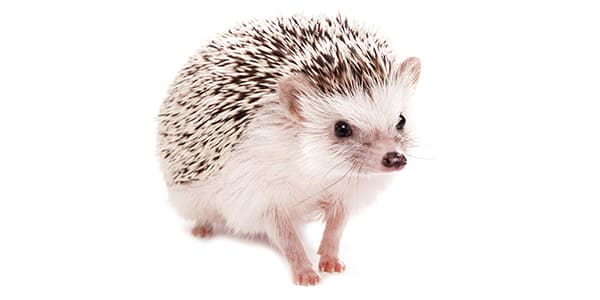 ソルト&ペッパーのハリネズミ(白と黒のバンド模様が特徴的な最も一般的なカラー)