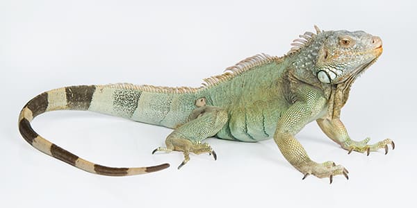 グリーンイグアナの写真