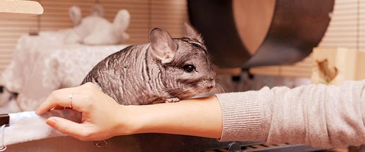 健康で長生きするチンチラと飼い主の暮らし