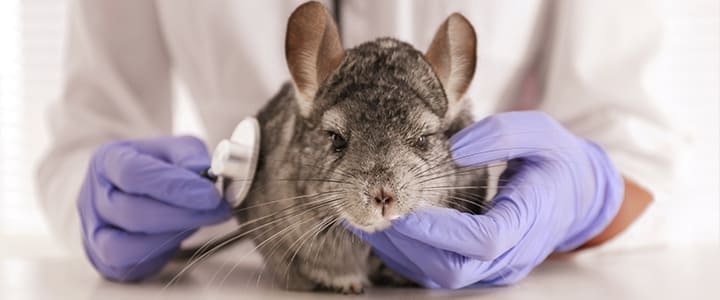 動物病院で病気の治療を受けるチンチラ