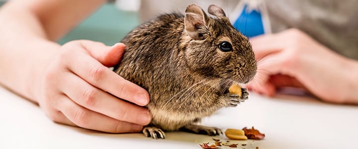 健康で長生きするデグーと飼い主の暮らし