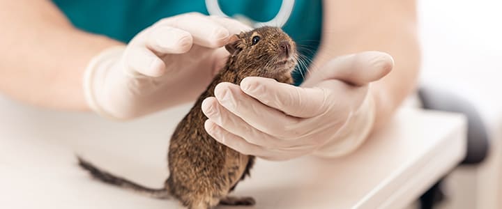 動物病院で病気の治療を受けるデグー