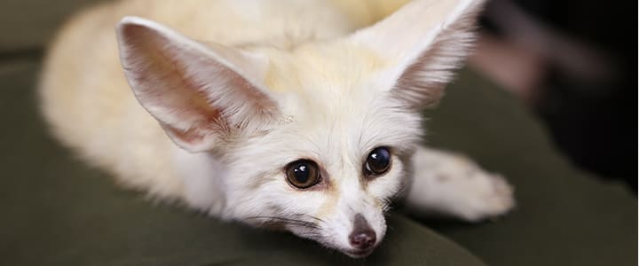 大きな耳が特徴的なフェネックと飼い主の暮らし