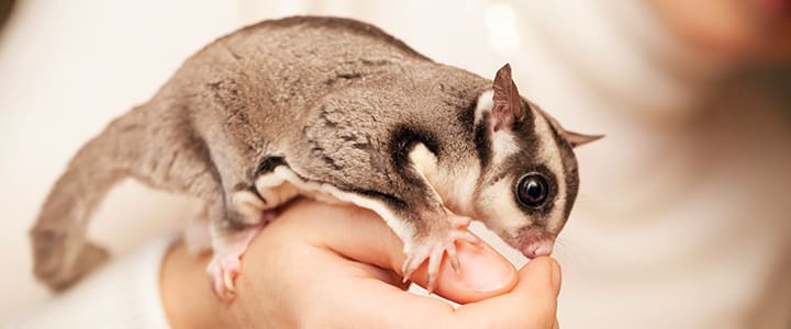 健康で長生きするフクロモモンガと飼い主の暮らし