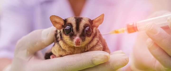 動物病院で病気の治療を受けるモモンガ