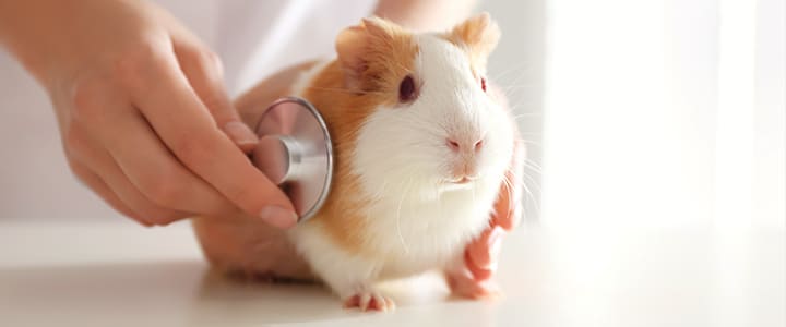 動物病院で病気の治療を受けるモルモット