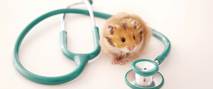 動物病院で病気の治療を受けるハムスター