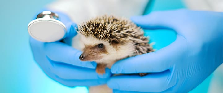 動物病院で病気の治療を受けるハリネズミ