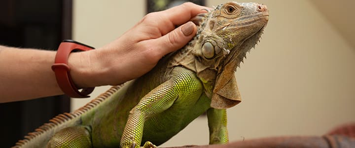 健康で長生きするグリーンイグアナと飼い主の暮らし
