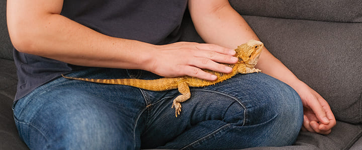 健康で長生きするフトアゴヒゲトカゲと飼い主の暮らし
