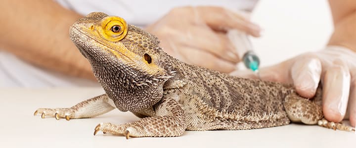 動物病院で病気の治療を受けるトカゲ