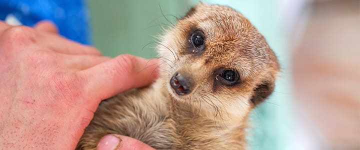 健康で長生きするミーアキャットと飼い主の暮らし