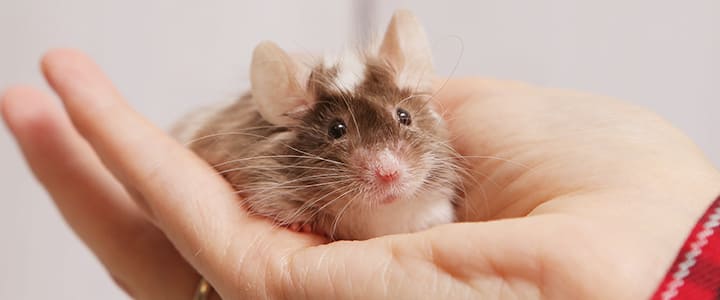 手のひらに乗る可愛いペットネズミと飼い主の触れ合い