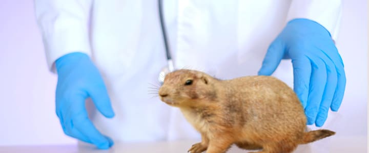 動物病院で病気の治療を受けるプレーリードッグ