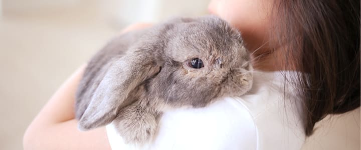 長生きを願って飼い主に抱っこされるホーランドロップのグレーのうさぎ