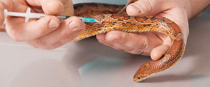 動物病院で病気の治療を受けるヘビ