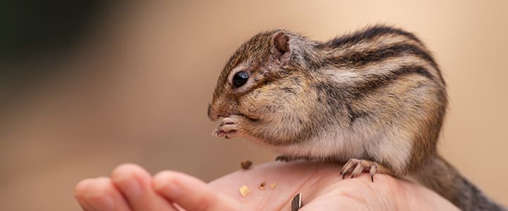 健康で長生きするリスと飼い主の暮らし