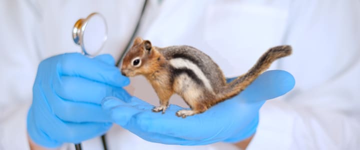 動物病院で病気の治療を受けるリス