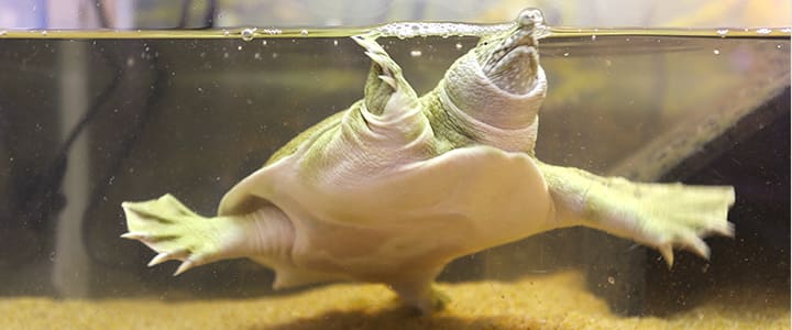 健康で長生きするスッポンと飼い主の暮らし