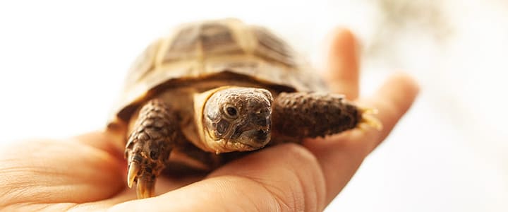 健康で長生きするカメと飼い主の暮らし