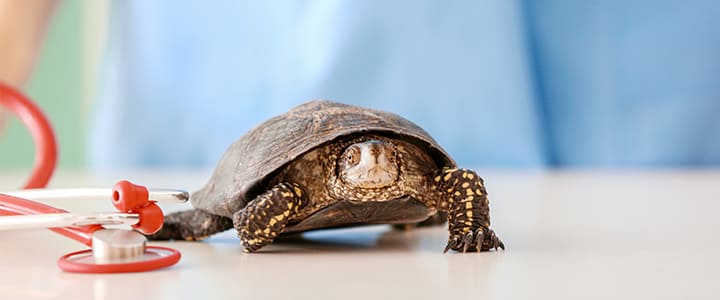 動物病院で病気の治療を受けるカメ