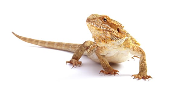 フトアゴヒゲトカゲの写真