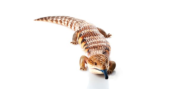 アオジタトカゲの写真