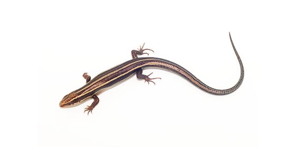 ニホントカゲの写真