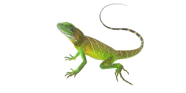 ウォータードラゴンの写真