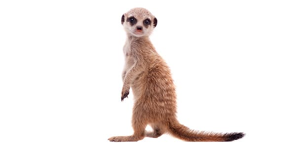 直立姿勢で周囲を見渡すミーアキャット（灰褐色の体毛と黒い横縞模様が特徴的）