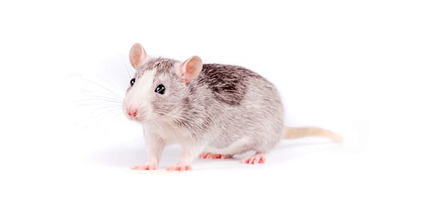 ファンシーラット