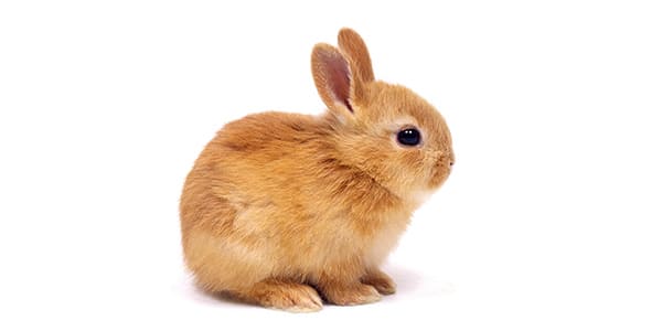 茶色の毛のネザーランドドワーフの写真