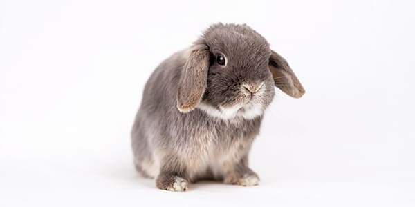 ホーランドロップの写真