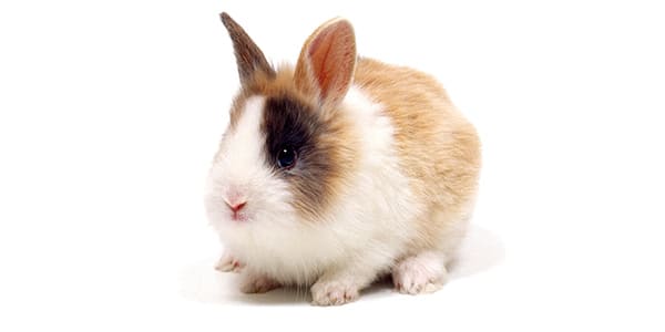 ミニウサギの写真