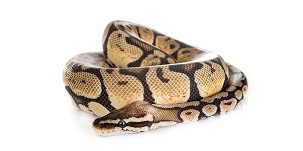ボールパイソンの写真
