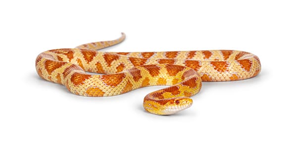 コーンスネークの写真