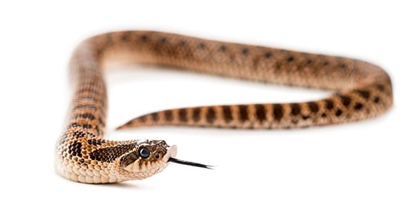 セイブシシバナヘビの写真